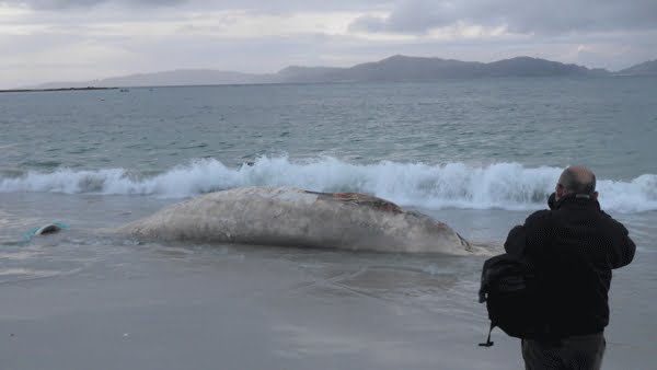 Aparece una ballena en la Ria de Vigo y es remolcada a la playa del Vao