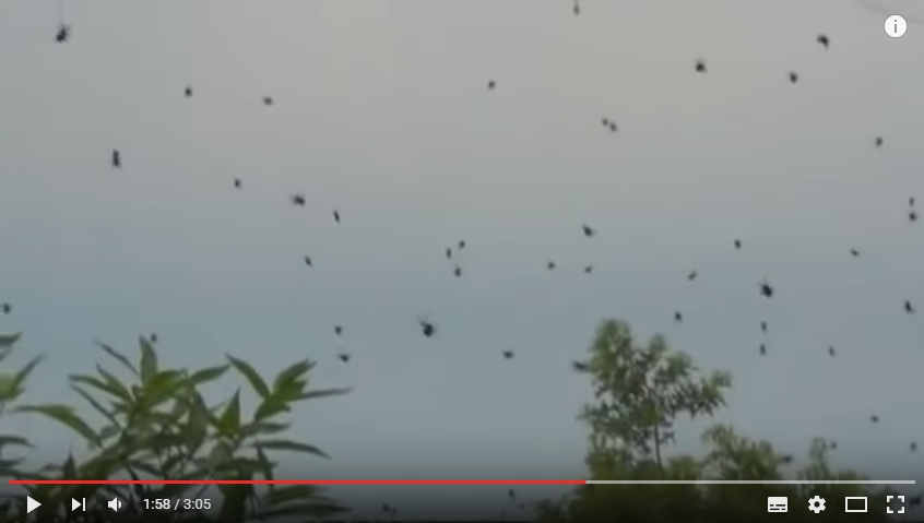 Lluvia de arañas en Brasil, vídeo real increíble