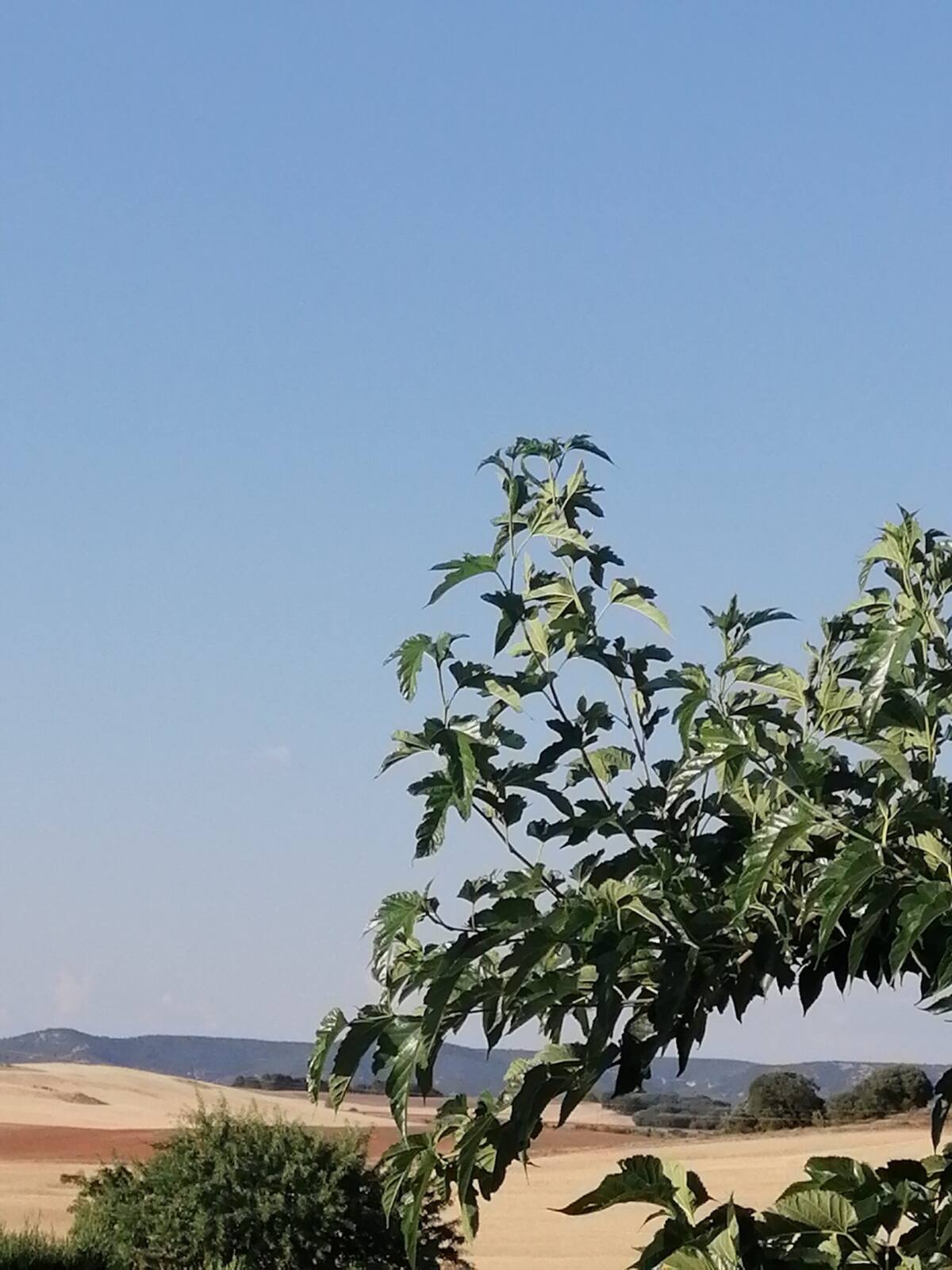 Día caluroso, con temperatura de 36,4° a las 14:00h, la noche y madrugada ha registrado temperatura máxima de 25° y mínimas de 20,6°