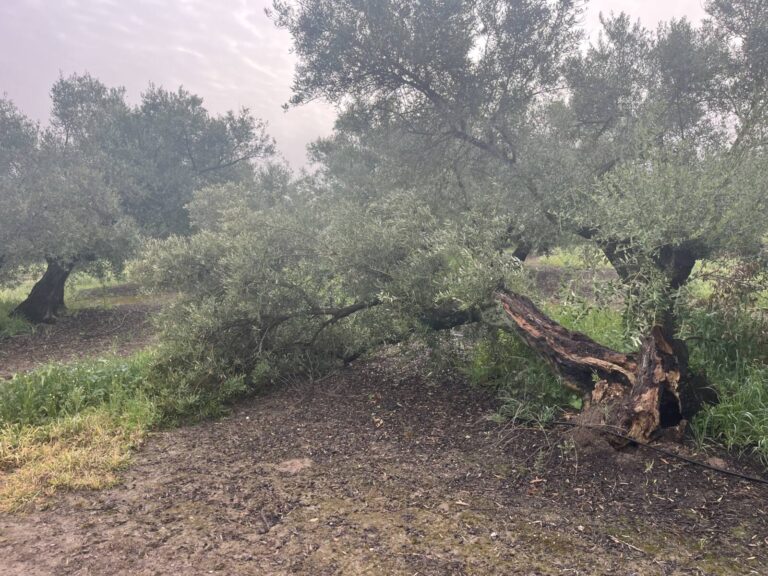 Imagen subida en un comentario del muro Meteovigo