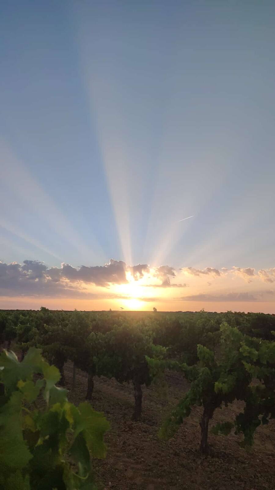 Atardecer en La Mancha, ente viñedos
